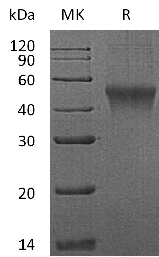 Валидация Elabscience PKSM041196(5103)
