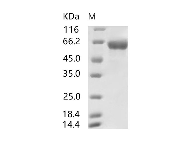 Валидация Elabscience PKSV030250(6017)