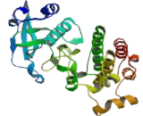 Hepatocyte Growth Factor Receptor (HGFR)