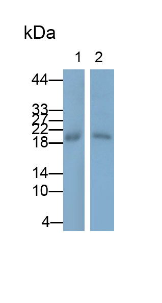 33278