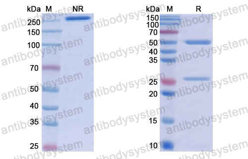 Валидация SDS-PAGE - AntibodySystem RHJ92803