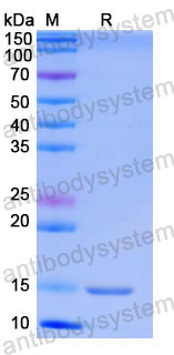 Валидация SDS-PAGE - AntibodySystem RHG01801