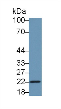 19253