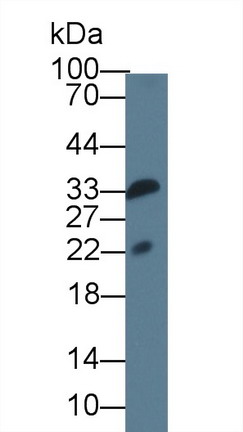 10525