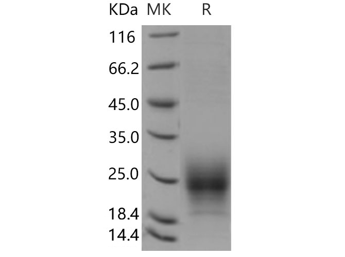 Валидация Elabscience PKSM040426(4424)