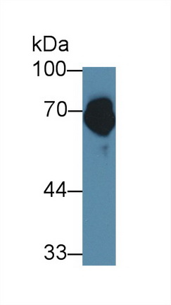 12670