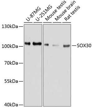 Валидация Elabscience E-AB-63588