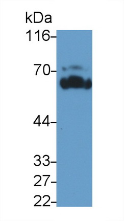 52984