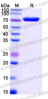 EHC99601, SDS-PAGE