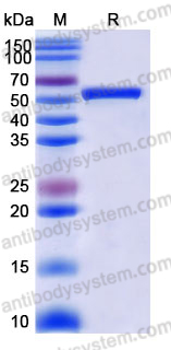EHK05901, SDS-PAGE