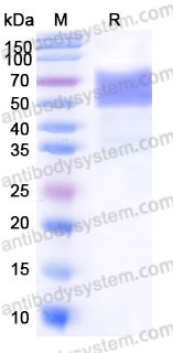 EHD14203, SDS-PAGE