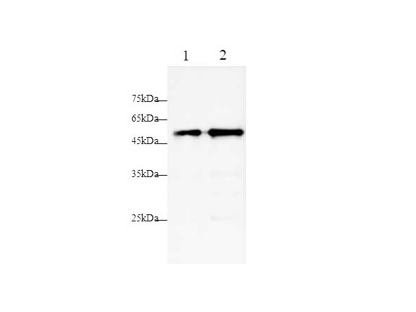 Валидация Elabscience AN004330L