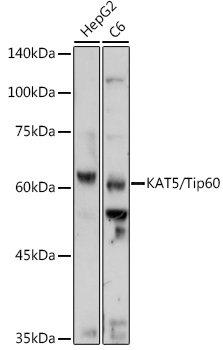 Валидация Elabscience E-AB-61780