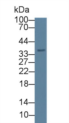 12631