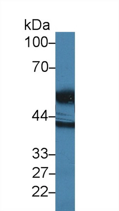 9896