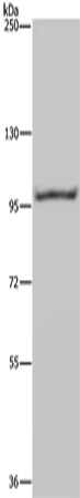Валидация Elabscience E-AB-15091