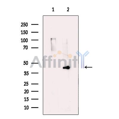 Валидация Affinity DF13688 - 9279