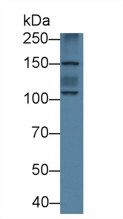 12539
