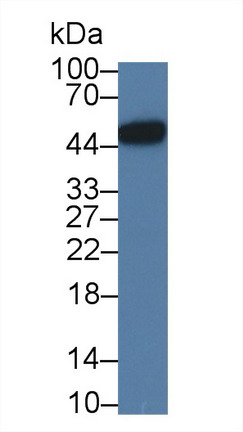 5896