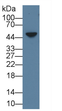 38581