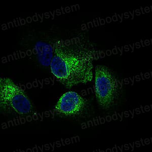 Валидация IF - AntibodySystem RHA36302