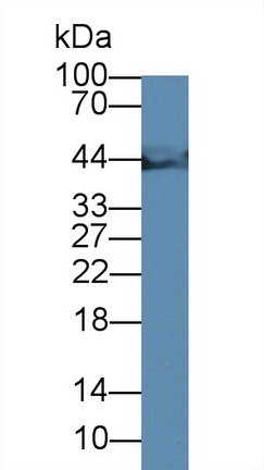 14837