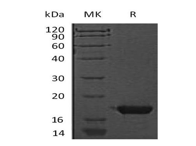 Валидация Elabscience PKSM040999(4935)