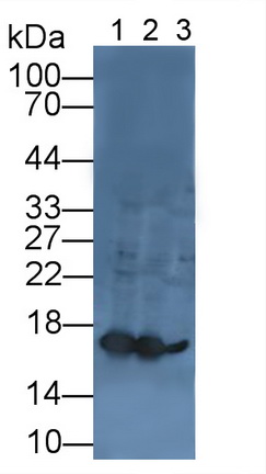 12043