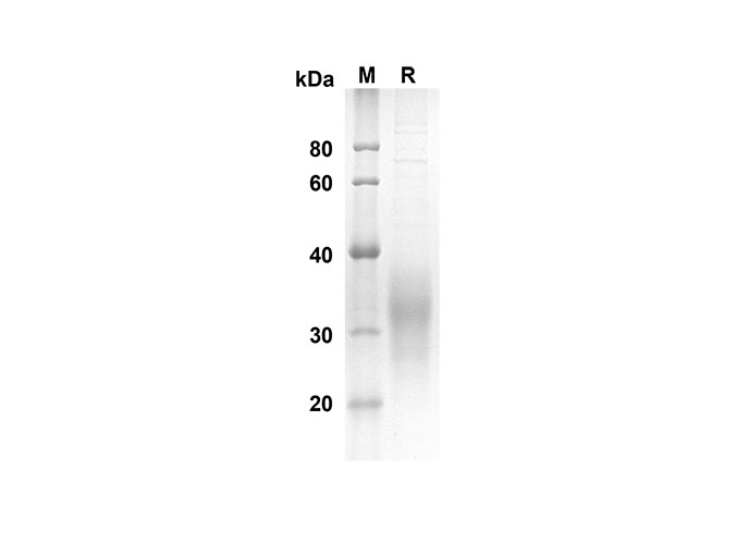 Валидация Elabscience PDMH100252(875)