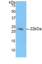 14824