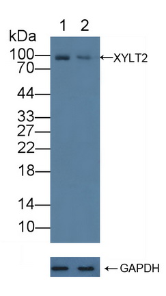 12226