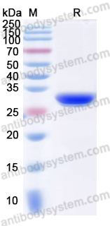 Валидация AntibodySystem YHK58001
