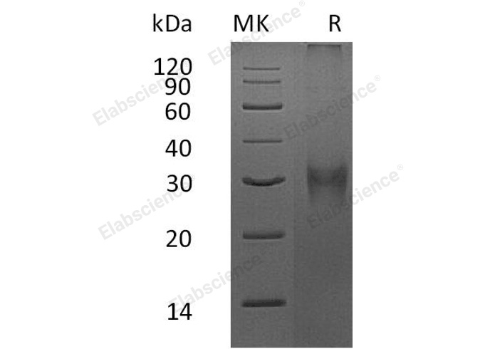 Валидация Elabscience PKSM041018(4952)