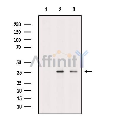 Валидация Affinity DF8541 - 20425