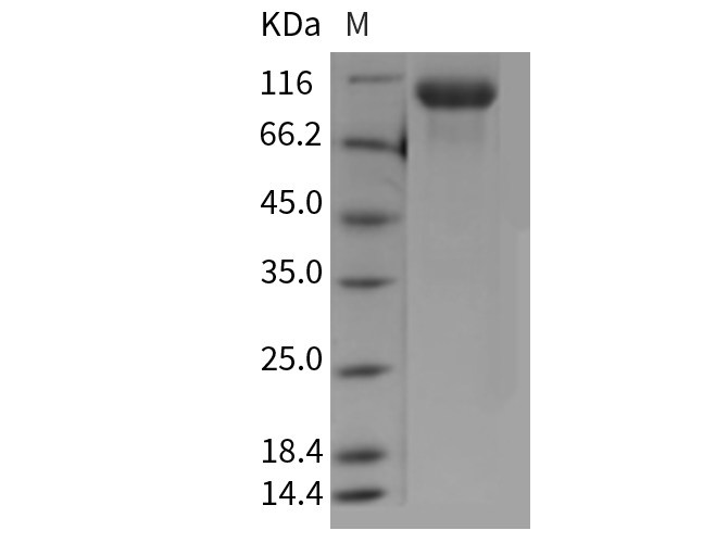 Валидация Elabscience PKSM040365(4367)