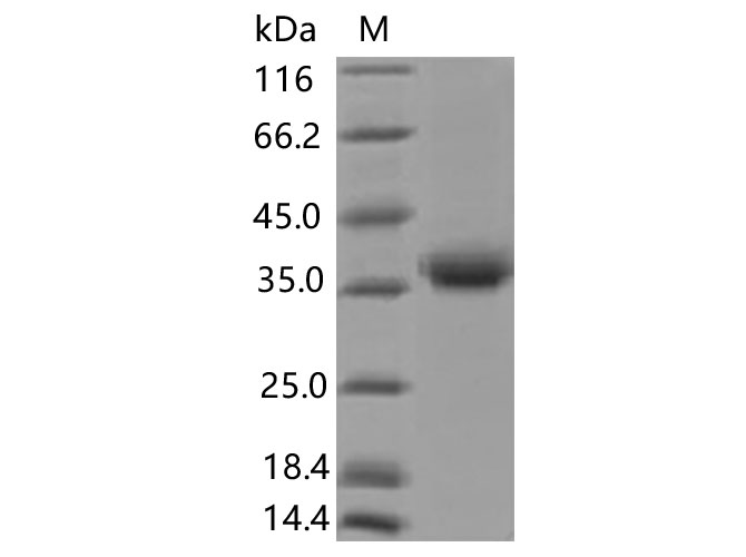Валидация Elabscience PKSV030365(6102)