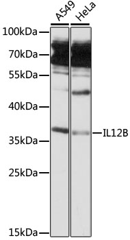 Валидация Elabscience E-AB-90554