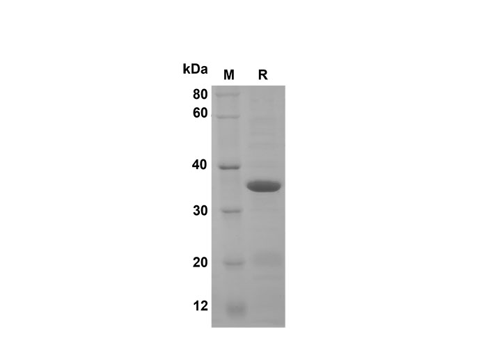 Валидация Elabscience PDEM100161(510)