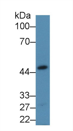 9063