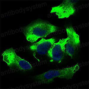 Валидация IF - AntibodySystem RHG64004
