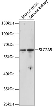 Валидация Elabscience E-AB-66119