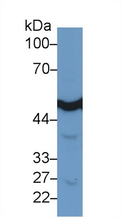 13265