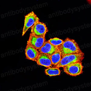 Валидация IF - AntibodySystem RHF90004