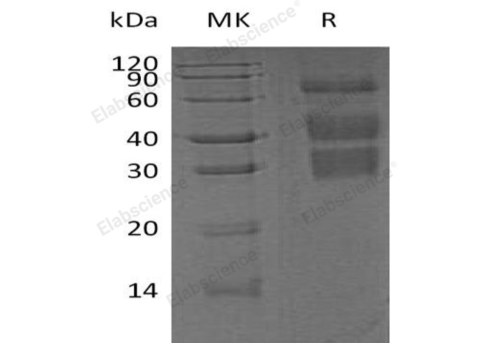 Валидация Elabscience PKSM040656(4639)