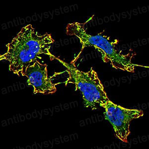 Валидация IF - AntibodySystem RHG44804