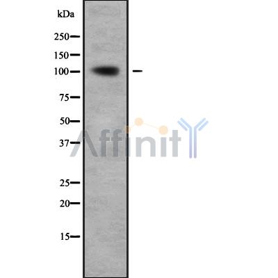 Валидация Affinity DF9862 - 22785