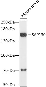 A13897, вестерн-блоттинг, лизат мозга мыши (5804)
