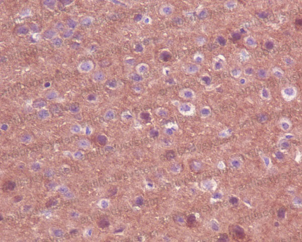Валидация AntibodySystem RHC09802