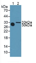 6825