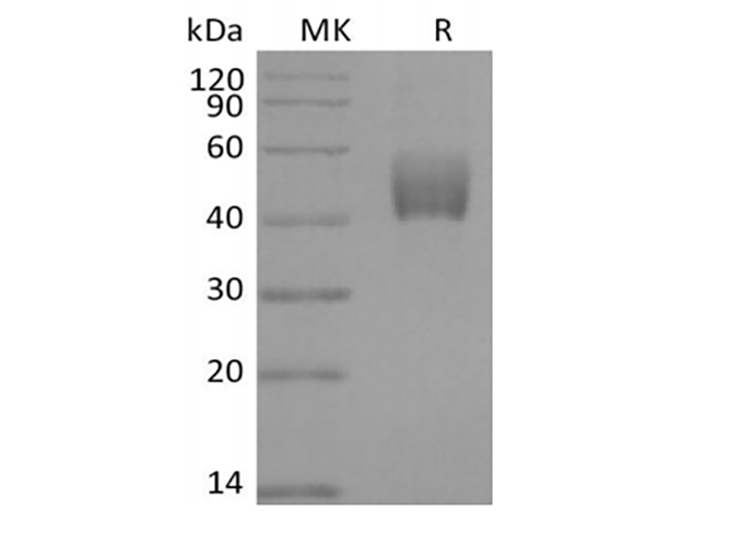 Валидация Elabscience PKSM041408(5283)